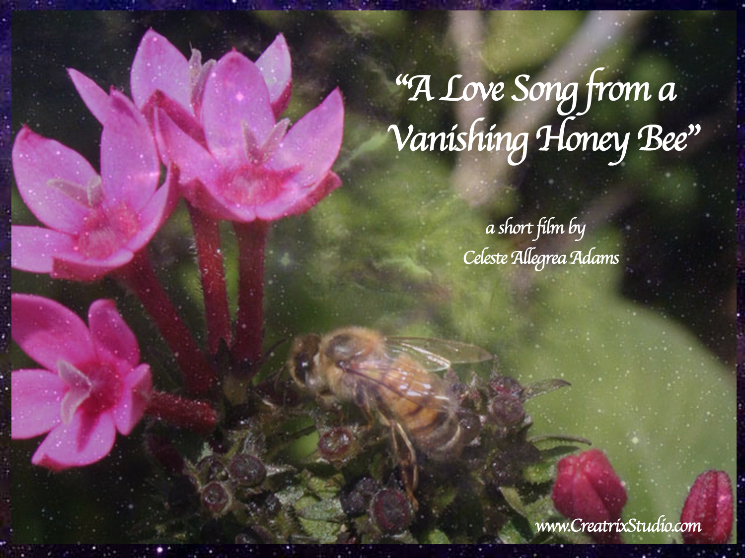 A Love Song from a Vanishing Honeybee
